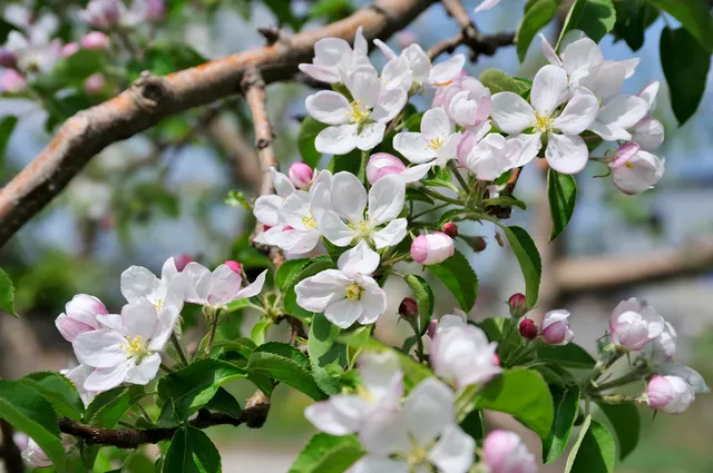 開花・受粉